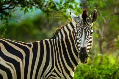 Zebra in Swaziland.