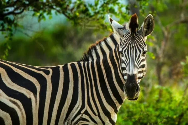 Zebra in Swaziland.