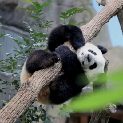 Panda in Chengdu, China.