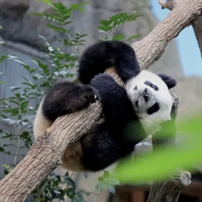 Panda in Chengdu, China.