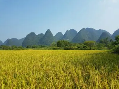 Rijstvelden voor de bergen van Yangshuo, China.