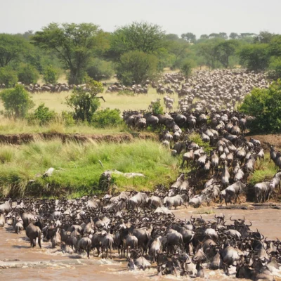 Grote Migratie in Serengeti, Tanzania