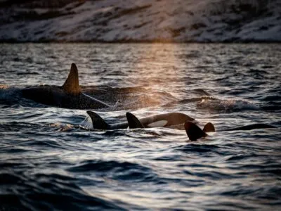 Orka's in de zee bij Noorwegen