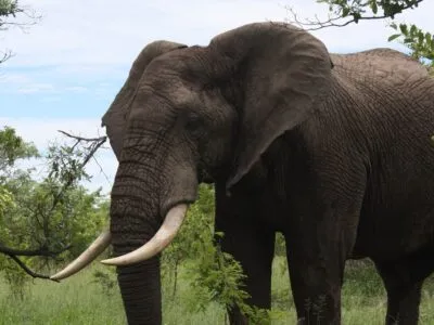 Olifant in Krugerpark, Zuid-Afrika.