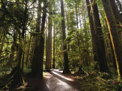 Fir Tree Forest Trail in Odaesan National Park, Zuid-Korea.