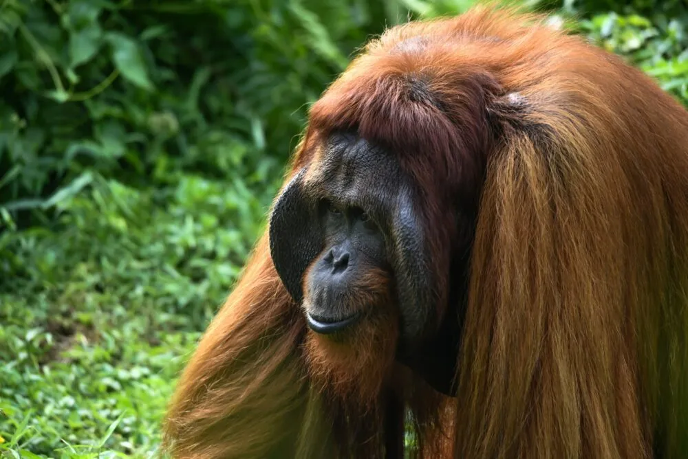 Orang Oetan in Borneo, Maleisië