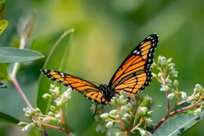 Monarchvlinder op een blad in Mexico.