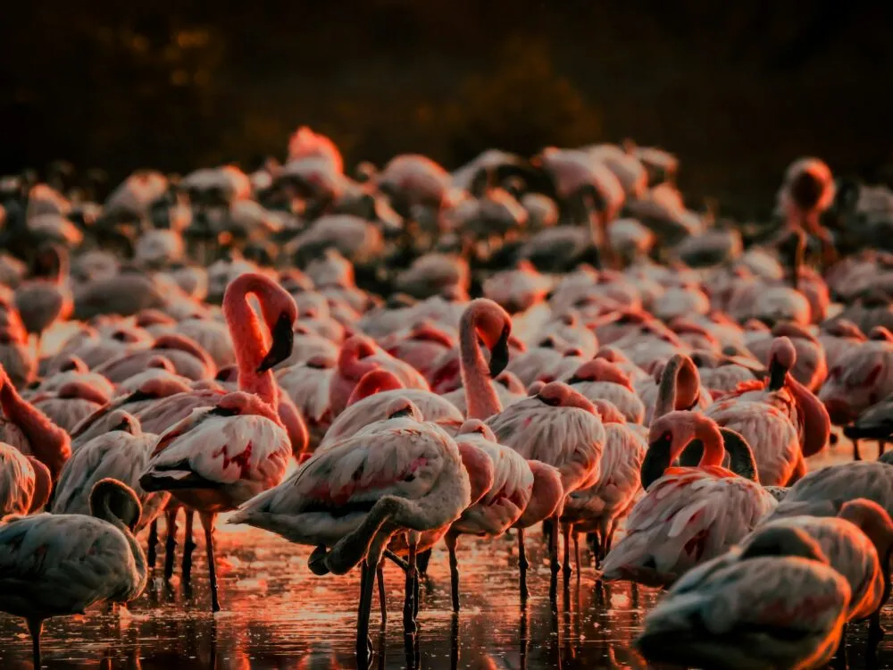 Flamingo's broeden in Namibië.