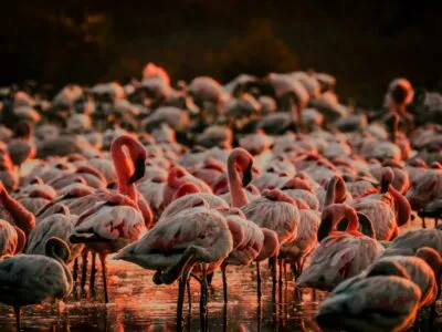 Flamingo's broeden in Namibië.
