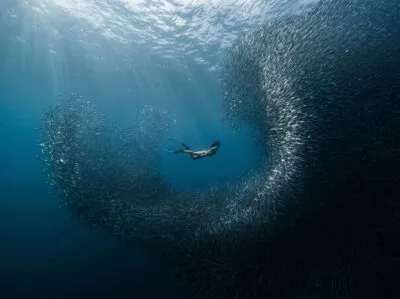 Sardine Run met duiker