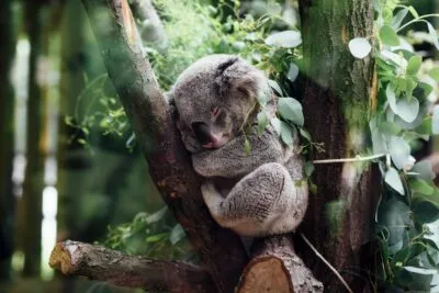 Slapende koala in Australië