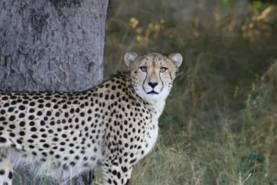 Jachtluipaard in Chobe, Botswana