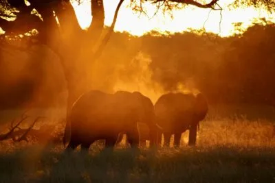 Olifanten in Botswana