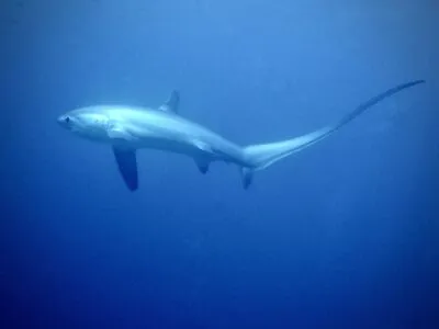 Voszeehaai
