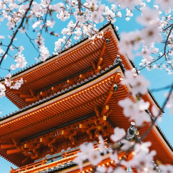 Pagode met kersenbloesem in Japan.