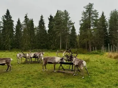 Rendierenboerderij in Lapland