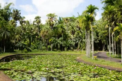 botanische tuin van Pamplemousses, Mauritius